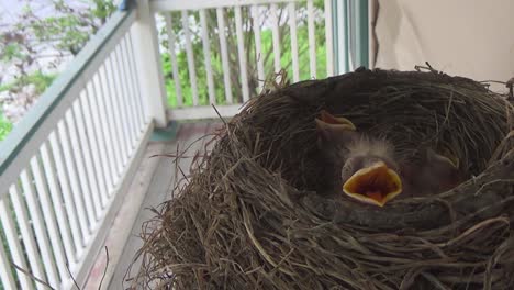 Cute-baby-Robin-begs-for-food-while-nestlings-rest-nearby-in-the-nest