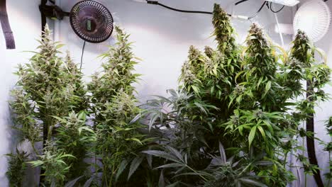 Slow-motion-shot-of-a-cannabis-plants-growing-in-a-grow-tent-during-flowering-stage