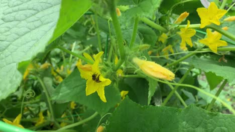 Close-up-of-bee-pollinating-cucumber-flower,-no-persons