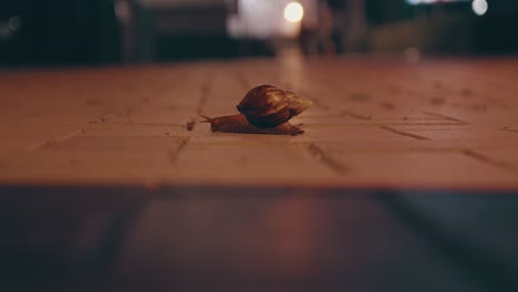 A-snail-in-an-urban-area-moving-slowly-during-night-time