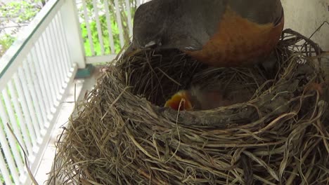 Das-Süße-Baby-Robin-Bettelt-Um-Essen,-Aber-Mama-Ist-Damit-Beschäftigt,-Ihr-Nest-Zu-Putzen