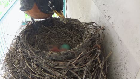 Two-tiny-Robin-babies-are-fed-grubs-while-two-blue-eggs-remain-in-nest