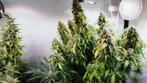 Slow-motion-shot-of-a-cannabis-plants-growing-in-a-grow-tent-during-flowering-stage
