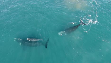Newborn-Southern-Right-Whale-Surfacing-Above-Mother-in-Calm-Blue-Ocean,-AERIAL