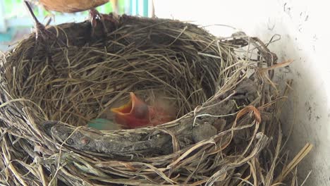 Baby-Robin-wakes-up,-begs-for-food,-doesn't-get,-goes-back-to-sleep