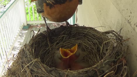 Two-fuzzy-baby-Robins-are-fed-a-moth-by-mother-Robin-in-her-nest