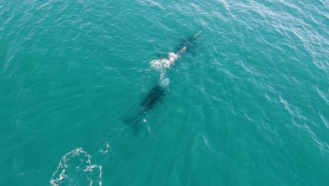Aerial-Forward-Dolly-Over-Family-of-Southern-Right-Whales,-TOGETHERNESS