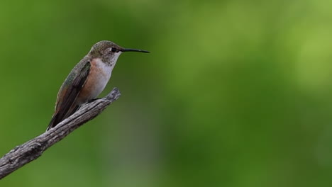 Kolibri-Fliegt-Zu-Einem-Ast