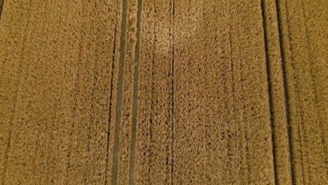 Aerial-over-golden-grain-fields,-production-of-bread-concept,-tractor-lines