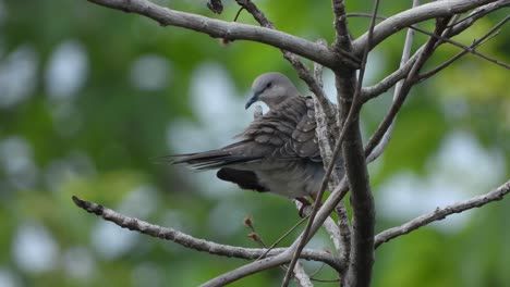 Oriental-turtle-dove-chilling-on-tree-UHD-Mp4-4k-