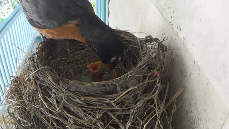 Three-tiny-two-day-old-Robin-chicks-are-fed-a-fat-grub-by-their-mom