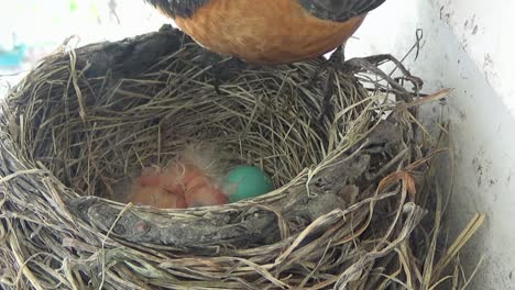 Mother-Robin-moves-her-eggs-and-eats-fecal-sac-of-one-day-old-baby