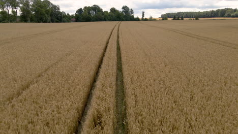 Tractor-tracks-leading-through-grain-field-in-countryside-of-Poland,-low-aerial