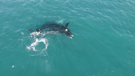 Family-Pod-of-Southern-Right-Whales-Splashing-Around-at-Ocean-Surface,-AERIAL