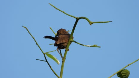 Indian-Robin-Weibchen-Auf-Baum-Uhd-Mp4-4k