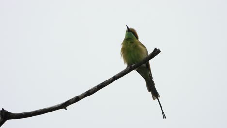 bee-eater-in-tree-mp4-4k-UHD