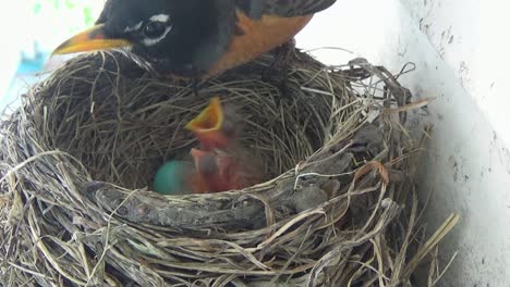 Mother-Robin-rotates-blue-egg-in-nest-and-wakes-two-tiny-baby-Robins