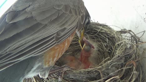 Newly-hatched-baby-Robins-eat-fat-worms-provided-by-mother-in-nest