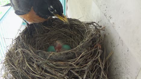 Mother-Robin-feeds-tiny-baby-with-two-blue-eggs-still-to-hatch-in-nest
