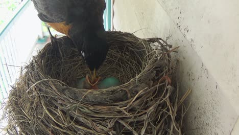 Cute-baby-Robin-eats-bugs-from-mom-in-nest-with-two-blue-eggs-inside
