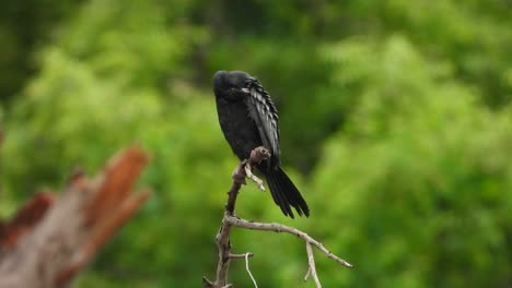 cormorant-chilling-on-tree-UHD-mp4-4k-