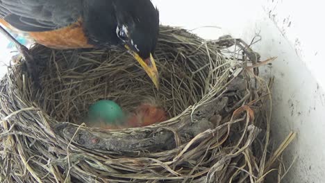 Mother-Robin-rotates-blue-eggs-in-nest,-waking-newly-hatched-babies