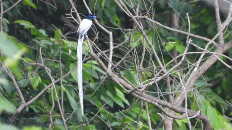 Long-tail-white-bird-UHD-Mp4-4k-