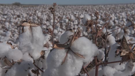 Close-view-of-ripe-cotton-branches-swaying-in-the-wind-in-the-vast-cotton-field-ready-for-harvest