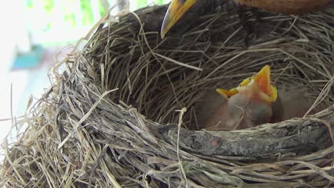 Mother-Robin-cleans-her-nest-while-two-fuzzy-baby-Robins-beg-for-food