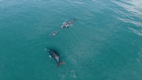 Southern-Right-Whale-Family-Playing-on-Vibrant-Blue-Ocean-Surface,-AERIAL