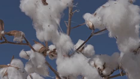 close-up-of-Cotton-plant-flowers-on-branch,-swaying-in-the-wind,-with-blue-sky-background