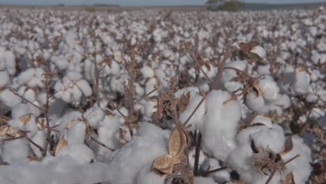 white-ripe-cotton-branches-swaying-in-the-wind-in-the-vast-cotton-field-ready-for-harvest