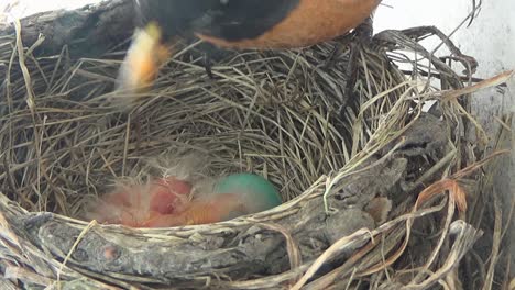Mother-Robin-rotates-eggs-in-nest,-disturbing-her-two-bald-babies