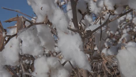 close-up-of-ripe-cotton-plants-on-branches,-swaying-in-the-wind