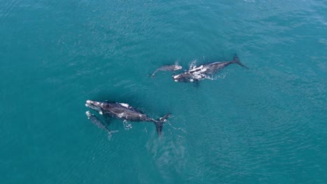 Whales-family-swimming-on-the-surface-of-the-blue-ocean---Aerial-shot-slide-left-slowmotion