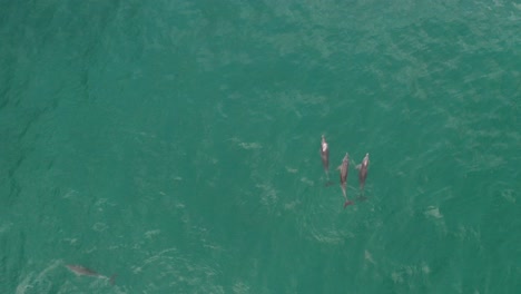 Group-of-Dolphines-playing-and-diving-away-at-the-coast-of-Australia-in-the-blue-ocean-seen-from-a-drone-on-a-calm-sunny-day