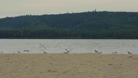 Seagulls-flying-in-slow-motion-on-a-lake-beach-in-Lac-Taureau,-Quebec