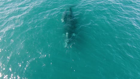 Mother-and-Calf-Southern-Right-Whale-Swimming-in-Crystal-Clear-Blue-Ocean,-AERIAL-DOLLY