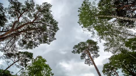 Time-Lapse-Looking-Up-on-Rain-Clouds-Over-Trees-in-Forest