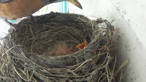 Newly-hatched-baby-Robin-begs-for-food-in-nest-and-is-fed-by-mom