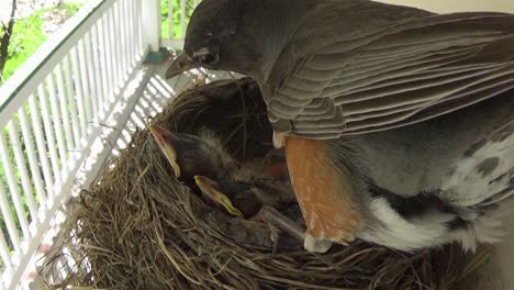 Close-up:-Mother-Robin-cleans-nest,-two-cute-baby-Robins-try-to-sleep
