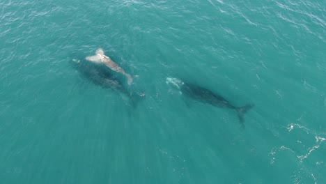 Southern-Right-Whale-Family-with-Cute-Newborn-Baby-Coming-Up-for-Air,-TOP-DOWN