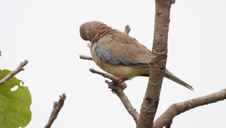 Oriental-turtle-dove-In-tree-UHD-Mp4-4k-