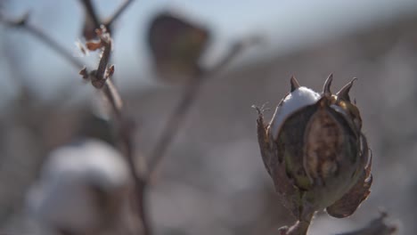 extreme-close-up-of-a-cotton-bud-flourishing,-on-a-branch-swaying-in-the-wind