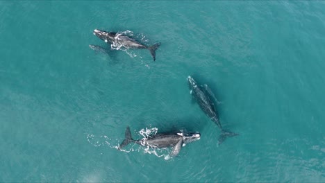 Pod-of-Southern-Right-Whale-Mothers-and-Calves-Surfacing-in-Blue-Ocean,-TOP-VIEW