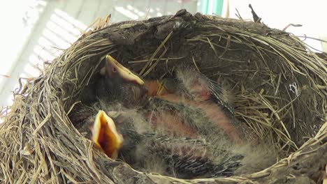 Close-up:-Two-cute-baby-Robins-start-to-grow-feathers-in-a-cozy-nest