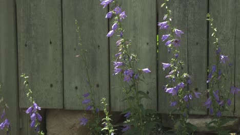 A-Bee-Flying-Around-The-Beautiful-Chimney-Bellflower-Plants-On-A-Sunny-Day---full-shot