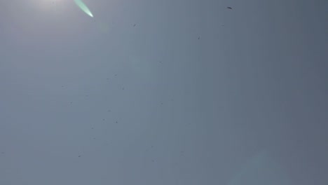 Griffon-vultures-flying-high-up-in-the-sky-,-Burgos,-Castilla-y-León,-Spain
