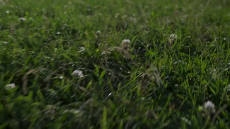 Slow-motion-close-up-of-green-grass-in-a-park-in-Montreal,-Quebec