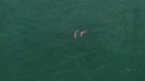 Delfines-Jugando-Y-Buceando-En-La-Costa-De-Australia-En-El-Océano-Azul-Visto-Desde-Un-Dron-En-Un-Día-Tranquilo-Y-Soleado